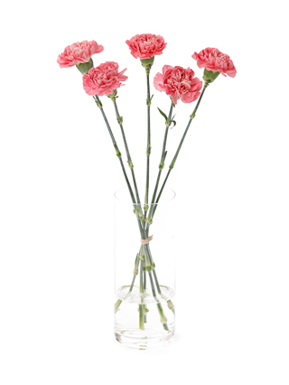 【生花】カーネーション トミーミナミ