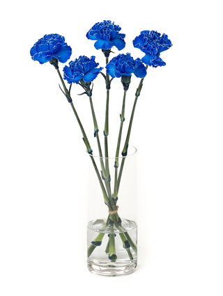 高価値セリー 生花】カーネーション ティントロイヤルブルー【青/60cm ブースター・導入液