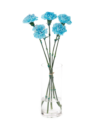 【生花】カーネーション ティントユカリブルー