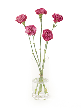 LOVE SCULPTURE II カーネーション Yahoo!オークション - CARNATION カーネーション love sculpture