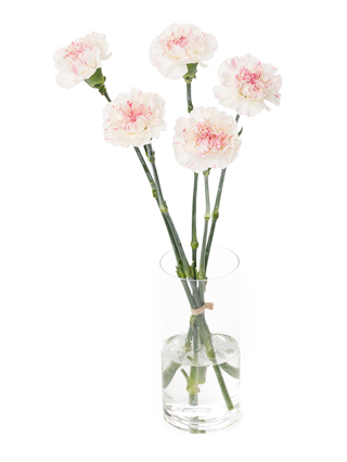 生花】カーネーション(白) 品種おまかせ【60cm/愛知県】｜Flower
