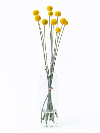 【生花】クラスペディア ゴールドスティック