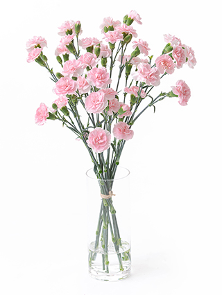 【入荷花材】スプレーカーネーション(薄ピンク)　品種おまかせ