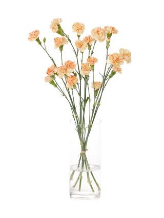 【生花】スプレーカーネーション オレンジレモン