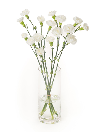 【生花】スプレーカーネーション(白) 品種おまかせ