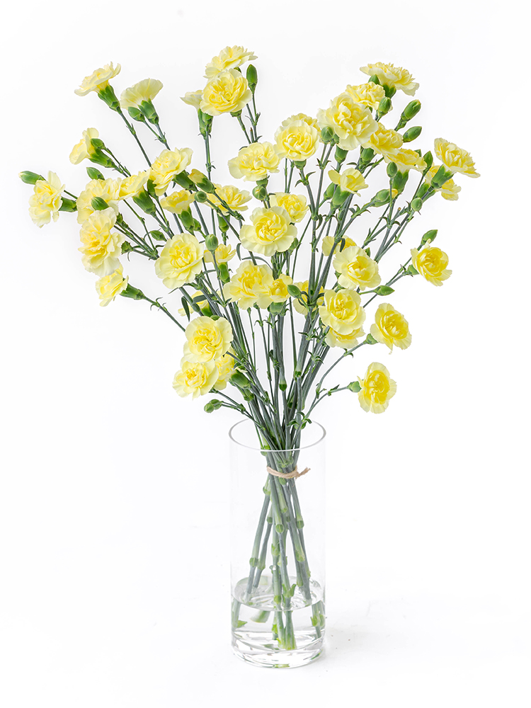 【生花】スプレーカーネーション(黄) 品種おまかせ