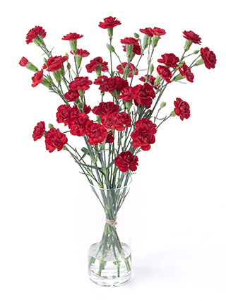 【生花】スプレーカーネーション ピアフ