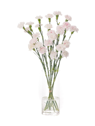 【生花】スプレーカーネーション しぼり