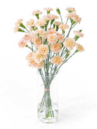 【生花】スプレーカーネーション セーラームーンオレンジ