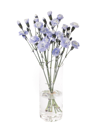 【入荷花材】スプレーカーネーション ティントラベンダー