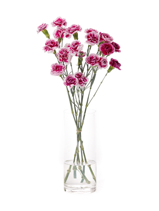 【入荷花材】スプレーカーネーション　トレンディテッシノ