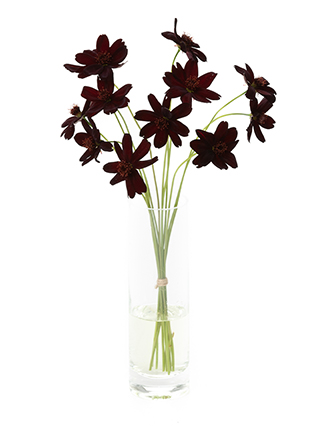 【生花】コスモス チョコレートコスモス