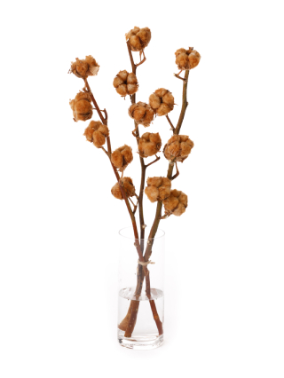 【生花】コットンツリー ブラウン