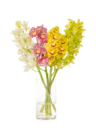 【生花】シンビジウム カクテルミックス