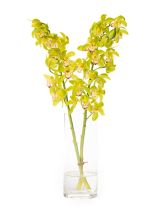 【生花】シンビジウム グリーンサワー