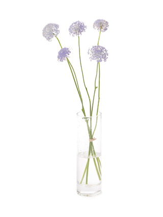 【生花】ディデスカス ブルーレース