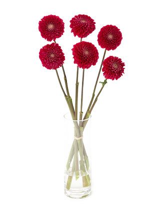 【生花】ダリア 朝日てまり