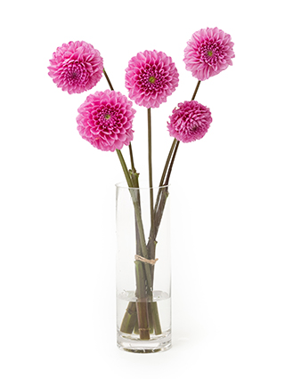 【生花】ダリア ミッチャン