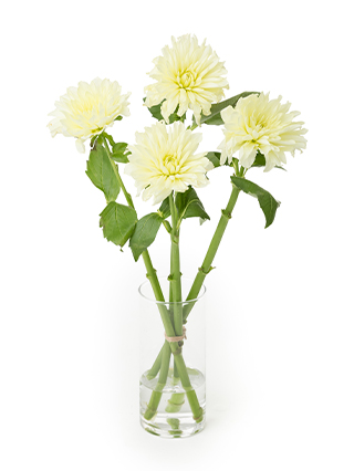 【生花】ダリア イエロークオーツ