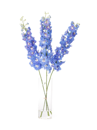 【生花】デルフィニウム(エラータム) オーロラブルー