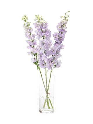 【生花】デルフィニウム(エラータム)薄紫 品種おまかせ