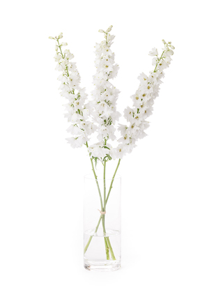 【生花】デルフィニウム(エラータム) ホワイトキャンドル