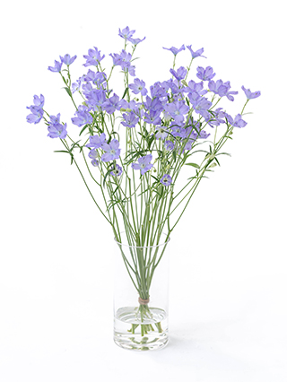 【生花】スプレーデルフィニウム(紫) 品種おまかせ