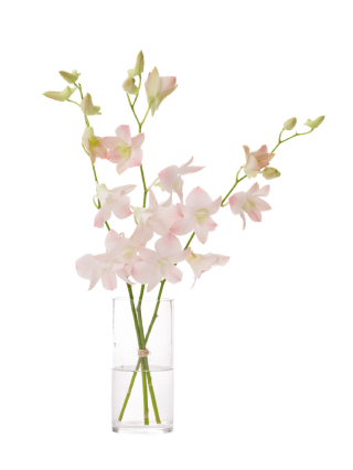 【生花】デンファレ アプリコットロマンス