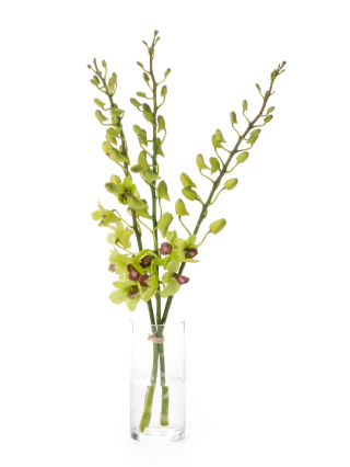 【生花】デンファレ ジェイドグリーン