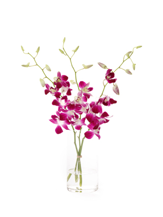 【生花】デンファレ ソニア