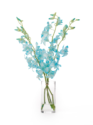 【生花】デンファレ(染め) ブルー