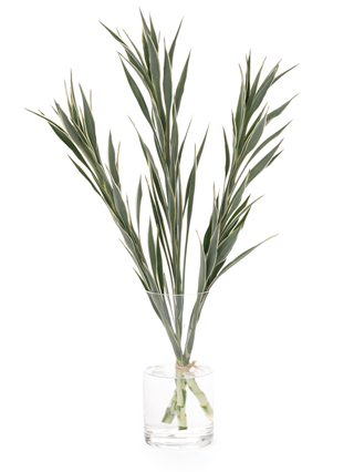 【生花】ドラセナ サンデリーセレス