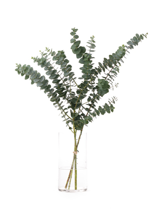 【生花】ユーカリ ベイビーブルー