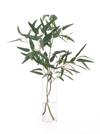 【生花】ユーカリ ササバユーカリ