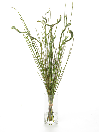 【生花】エニシダ セッカエニシダ