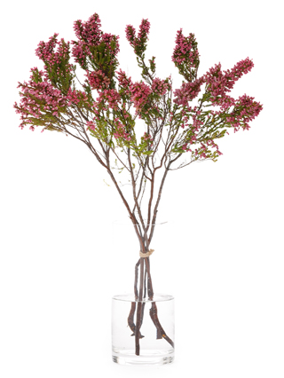 【生花】エリカ エリカバカンス