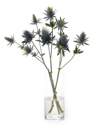 【生花】エリンジューム スーパーノバ