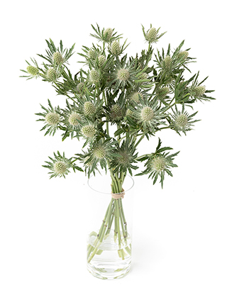 【生花】エリンジューム シリウスクエスター