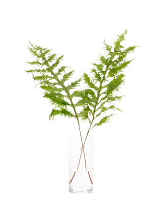 【生花】ヒリュウシダ