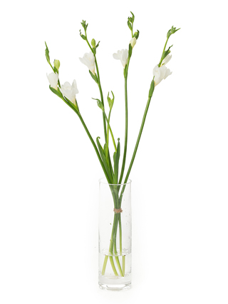 【生花】フリージア(八重咲き) ベルビル