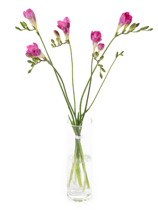 【生花】フリージア(八重咲き) クリスティー