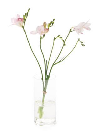 【生花】フリージア(八重咲き) ハネムーン