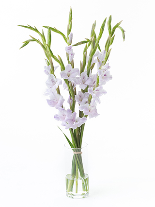 【生花】グラジオラス ミルカ