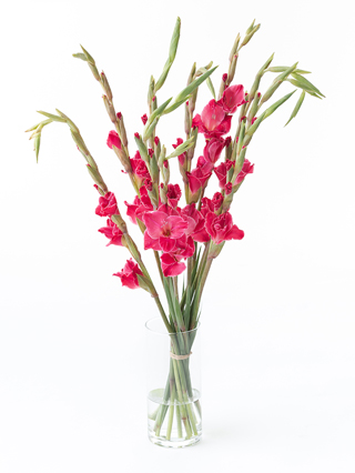 【生花】グラジオラス(濃ピンク) 品種おまかせ