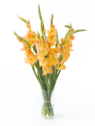 【生花】グラジオラス ペシェメルバ