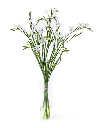 【生花】グラジオラス ピュアベール