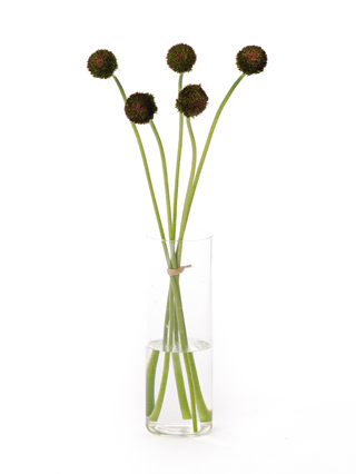 【生花】ガーベラ マリモダーク