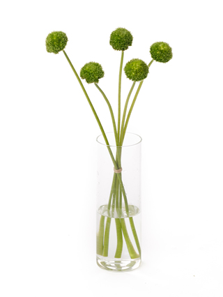 【生花】ガーベラ ミコロン