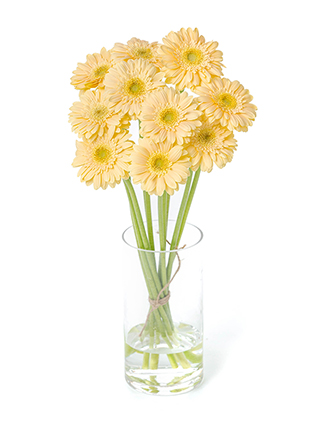 【入荷花材】ガーベラ　プチキャヴァリエ