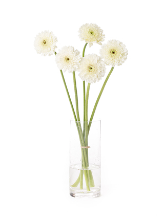 【入荷花材】ガーベラ(ポンポン咲き)　カリスト